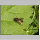 Pipizella varipes - Schwebfliege 01.jpg